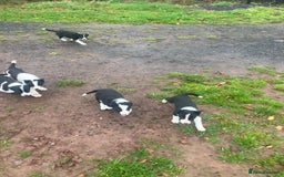 Border Collie dogs for sale: Lovely border collie pup’s available  - Image 5