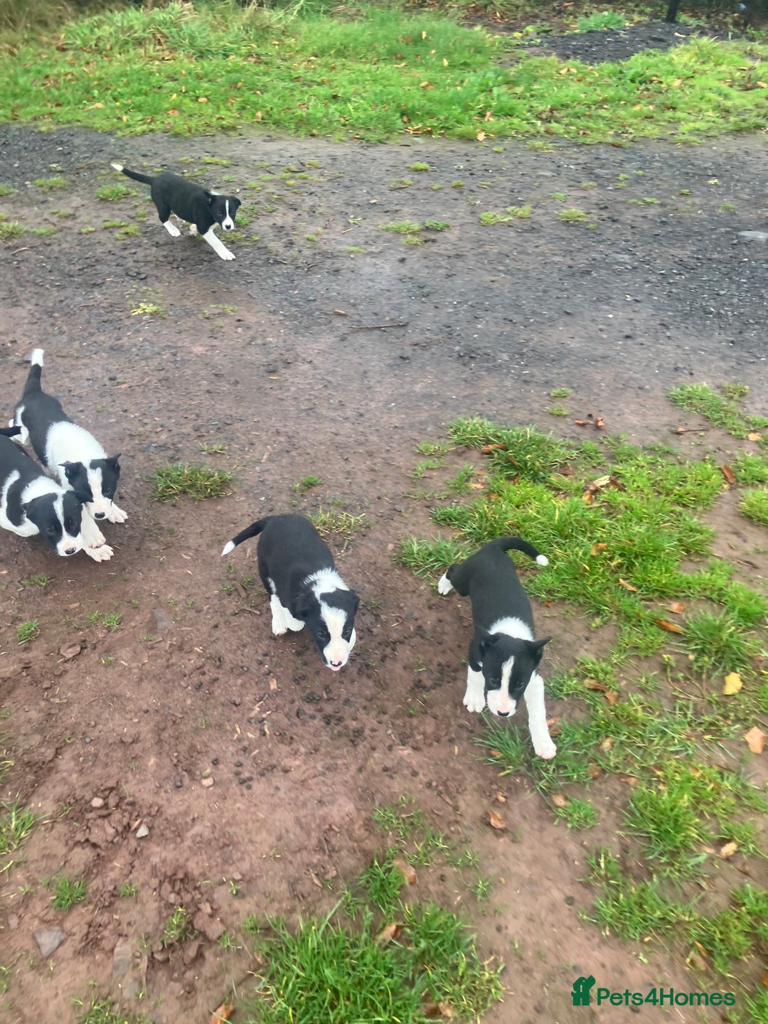 Border Collie dogs for sale: Lovely border collie pup’s available  - Image 5