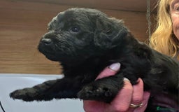 Labradoodle dogs for sale: Gorgeous Labradoodles - Image 9