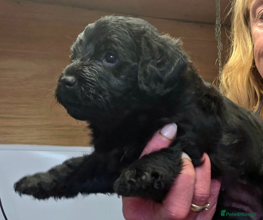 Labradoodle dogs for sale: Gorgeous Labradoodles - Image 9