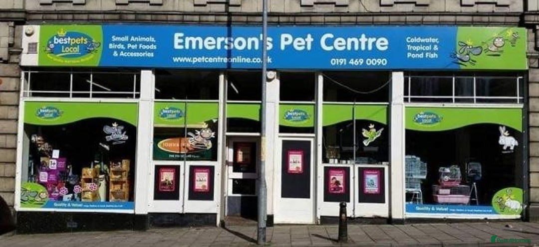 Dwarf Lop rabbits for sale: Beautiful Female Rabbits Available  - Advert 3