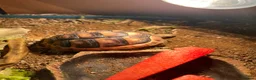 Hermann Tortoise reptiles for sale: 2 year old Herman’s tortoise  in Shepton Mallet - Advert 3