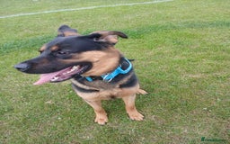 Mixed Breed dogs for sale: Rocky looking for forever homes - Image 9