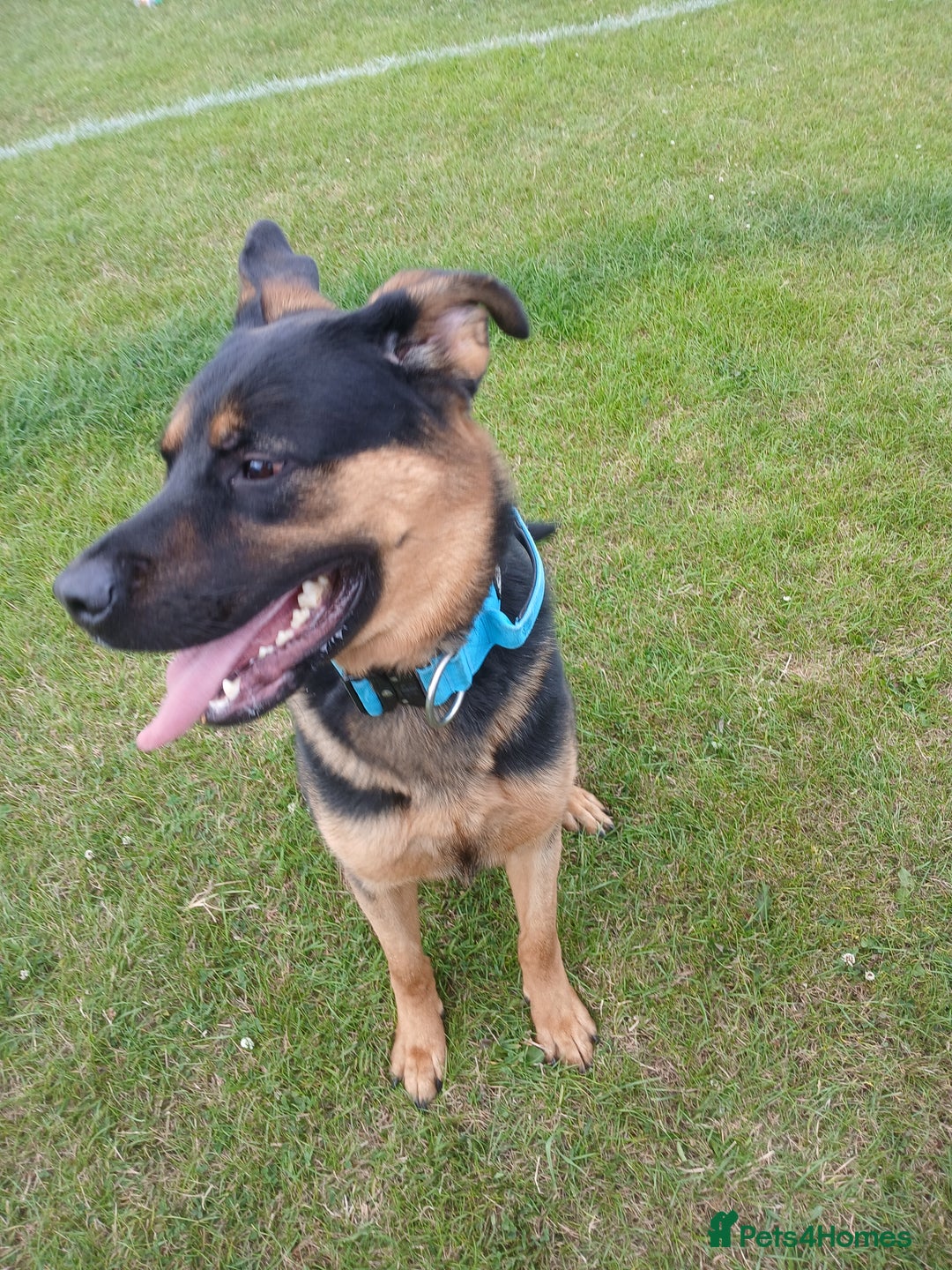 Mixed Breed dogs for sale: Rocky looking for forever homes - Image 9
