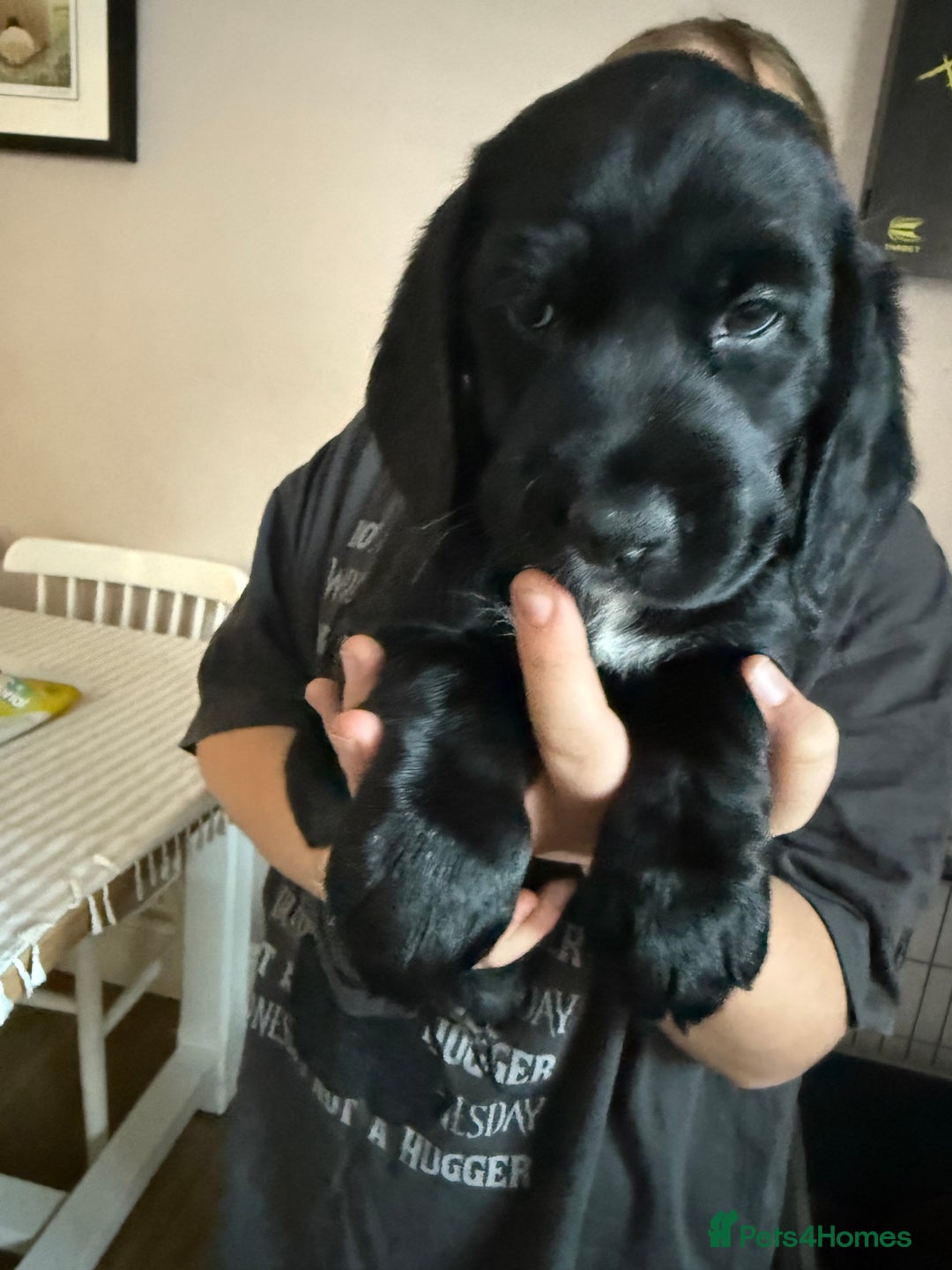 Cockerdor dogs for sale: F1 Cockerador Puppies  - Advert 4