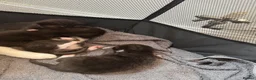 Domestic Shorthair cats for sale: 4 kittens for sale  - Advert 11