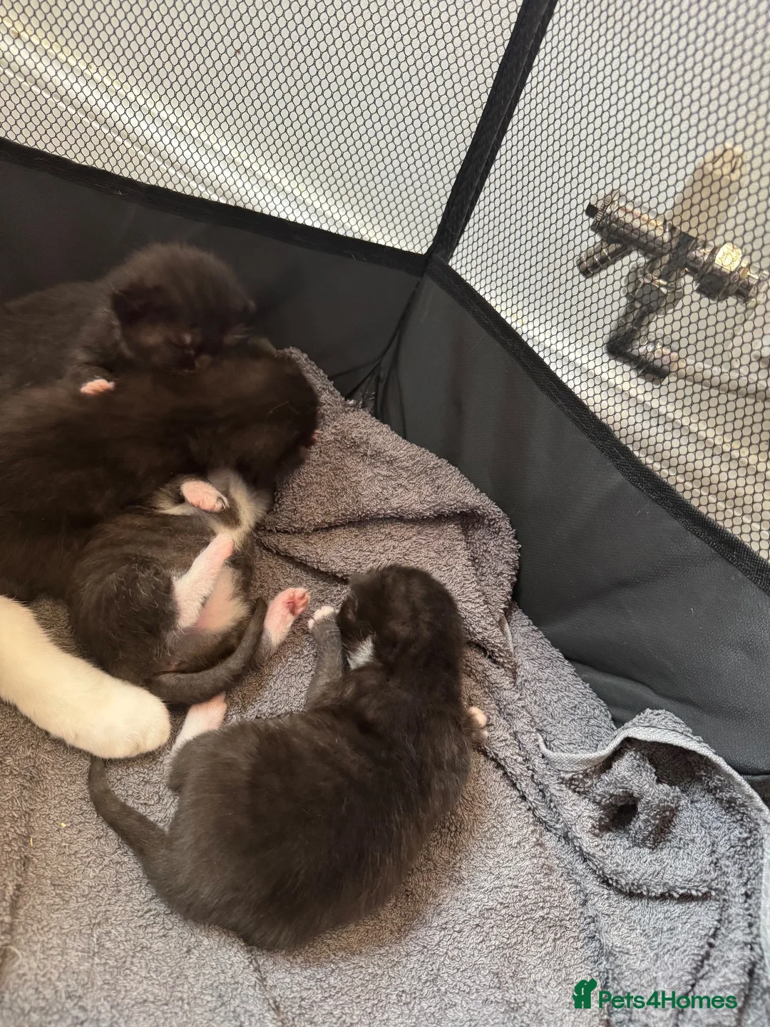 Domestic Shorthair cats for sale: 4 kittens for sale  - Advert 11