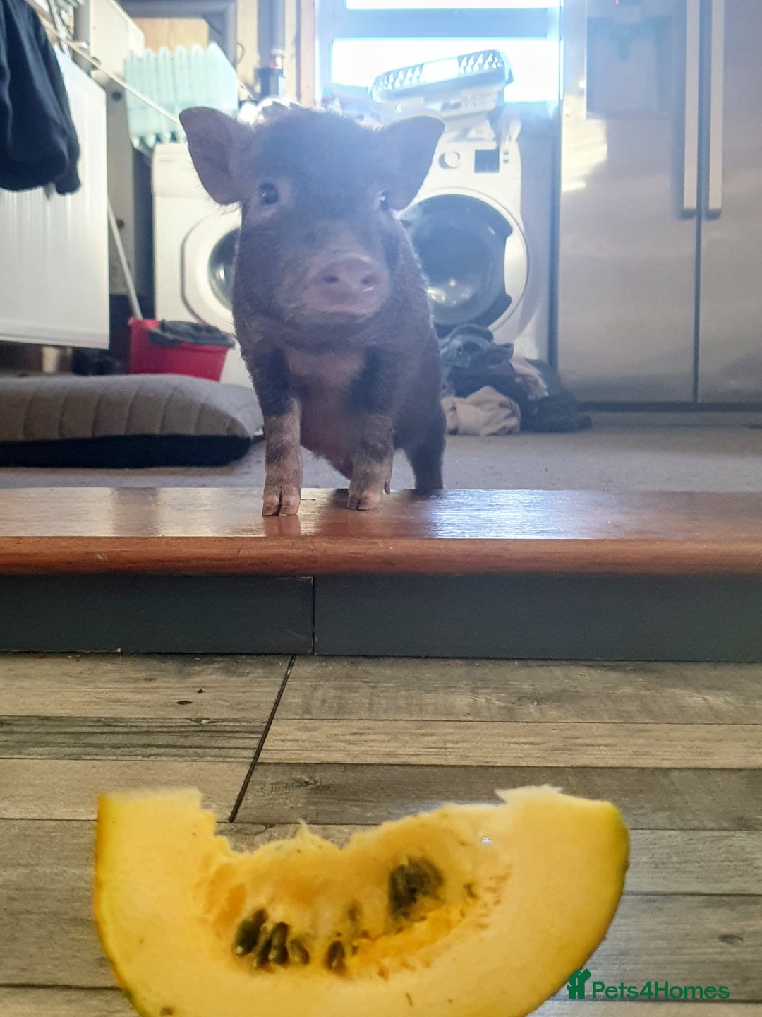 Pig livestock for sale: Real life miniture Richard ham micro pig  - Advert 6