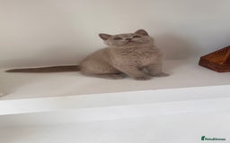 British Shorthair cats for sale: Chunky BSH Lilac Boy Ready Now!  - Image 3