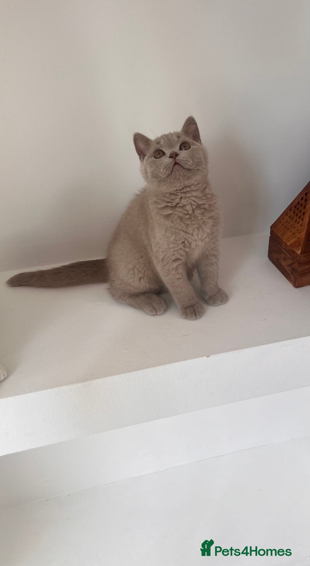 British Shorthair cats for sale: Chunky BSH Lilac Boy Ready Now!  - Image 3
