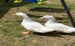 Ducks poultry for sale: Ducks - Image 2