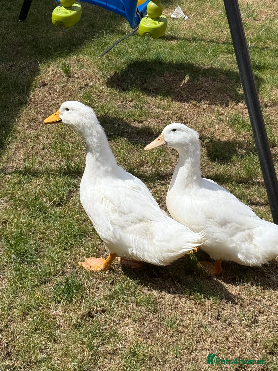 Ducks poultry for sale: Ducks - Image 2