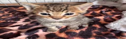 Bengal cats for sale: All bengals reserved - savannah babies available  - Advert 10