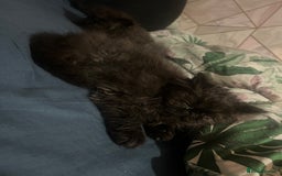 Persian cats for sale: REDUCED Champion Line Black Persians.  - Image 13