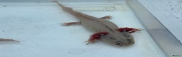 Axolotl reptiles for sale: Leucistic Axolotls - Males and Females - Advert 3