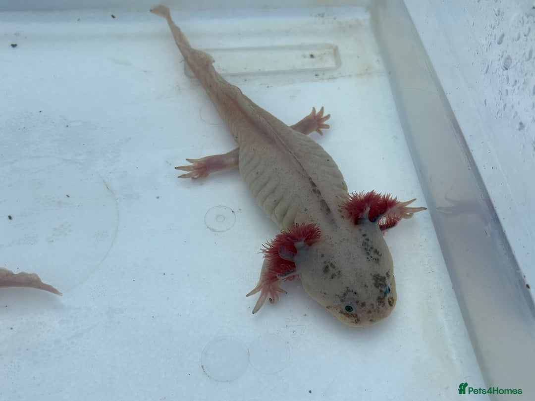 Axolotl reptiles for sale: Leucistic Axolotls - Males and Females - Advert 3