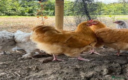 Chickens poultry for sale: 🐣 Beautiful Orpington Chicks & Cockerels for Sale - Image 16