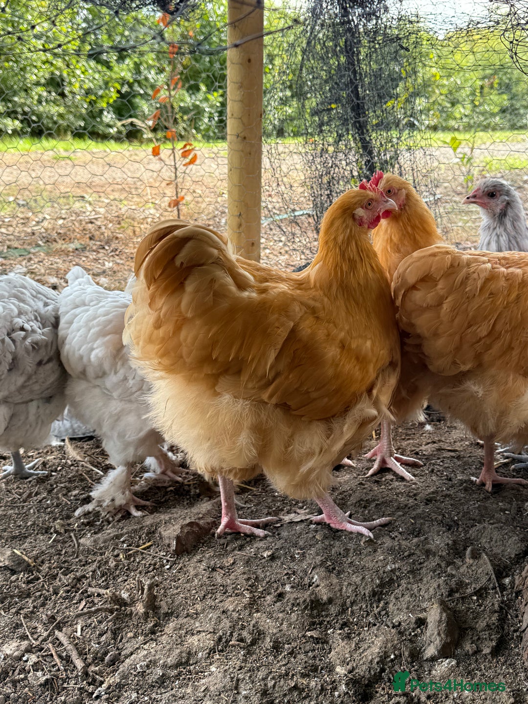 Chickens poultry for sale: 🐣 Beautiful Orpington Chicks & Cockerels for Sale - Image 16