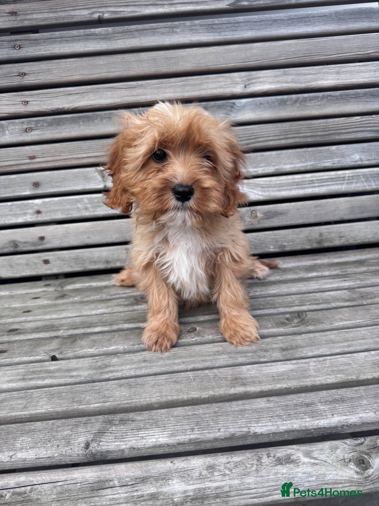Cavapoo dogs Beautiful cavapoos - Advert 1