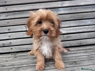 Cavapoo dogs Beautiful cavapoos - Advert 1