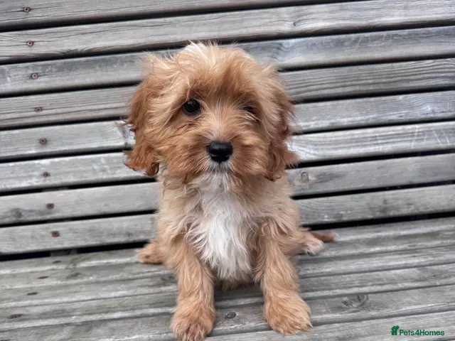 Cavapoo dogs Beautiful cavapoos - Advert 3