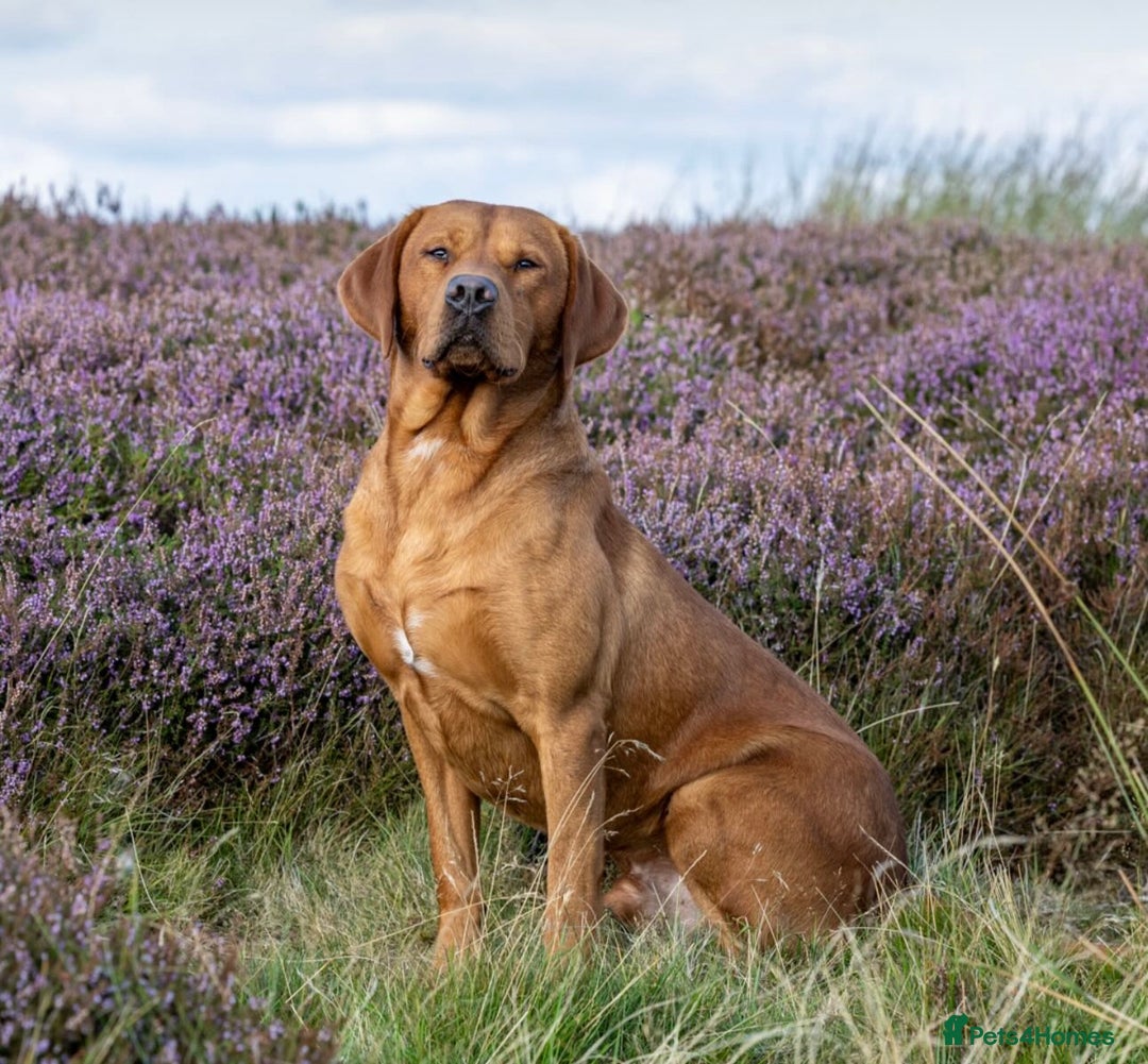 Labrador Retriever dogs for sale: Exceptional KC litter Fox Red Labradors  - Advert 4