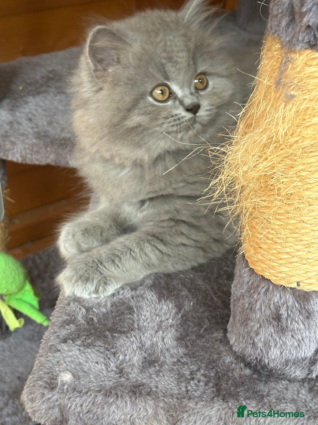 British Shorthair cats for sale: Ready For Forever Homes Soon! - Image 21