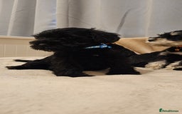 Miniature Schnauzer dogs for sale: Miniature Schnauzer Puppies - 7 Adorable Girls - Image 3
