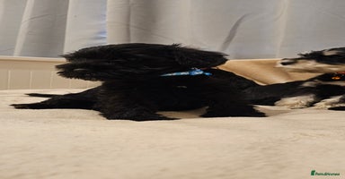 Miniature Schnauzer dogs - Advert 1