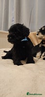 Miniature Schnauzer dogs - Advert 1