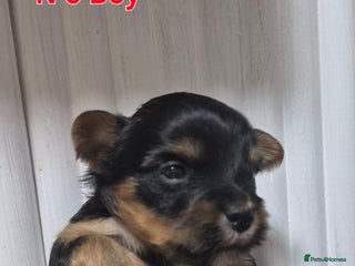 Biewer Terrier dogs Yorkshire Biewier terrier - Advert 2