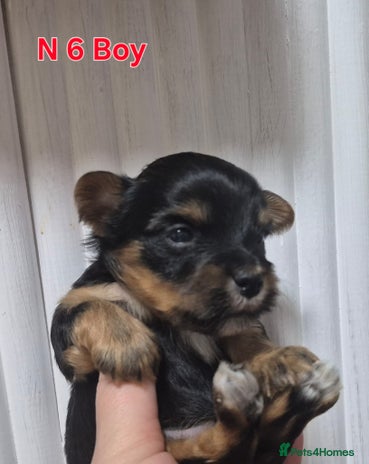 Biewer Terrier dogs Yorkshire Biewier terrier - Advert 6