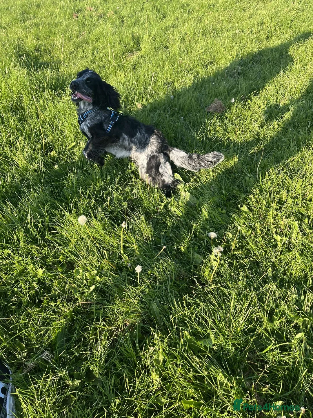 Cocker Spaniel dogs for stud: Dubie  - Advert 12