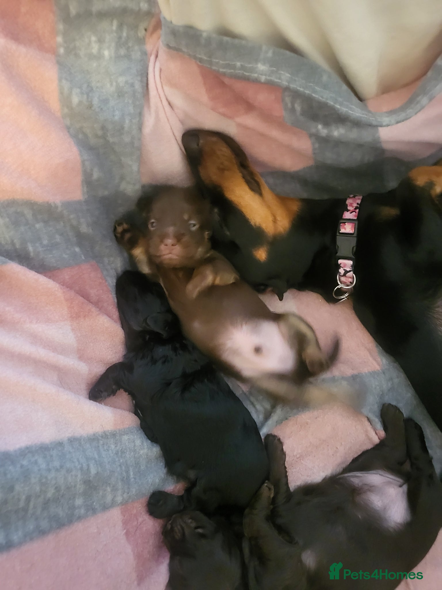Mixed Breed dogs for sale: 🐾🐾 BEAUTIFUL DACHSHUND/SHI-POO PUPPIES . in Bridgend - Advert 8