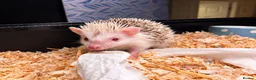 Pygmy Hedgehog rodents for sale: Baby African Pygmy Hedgehogs -FEMALE - Advert 5
