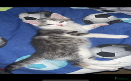 Mixed Breed cats for sale: mixed breed male cat - Image 6