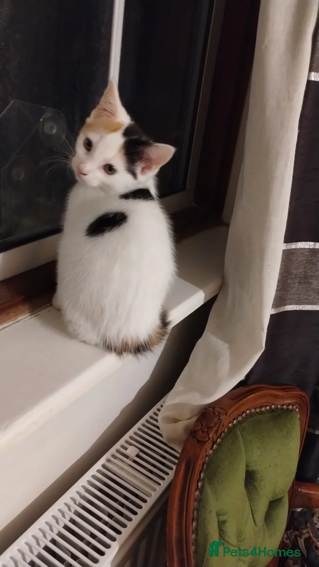 Mixed Breed cats for sale: Female kittens beautiful nature  - Advert 2