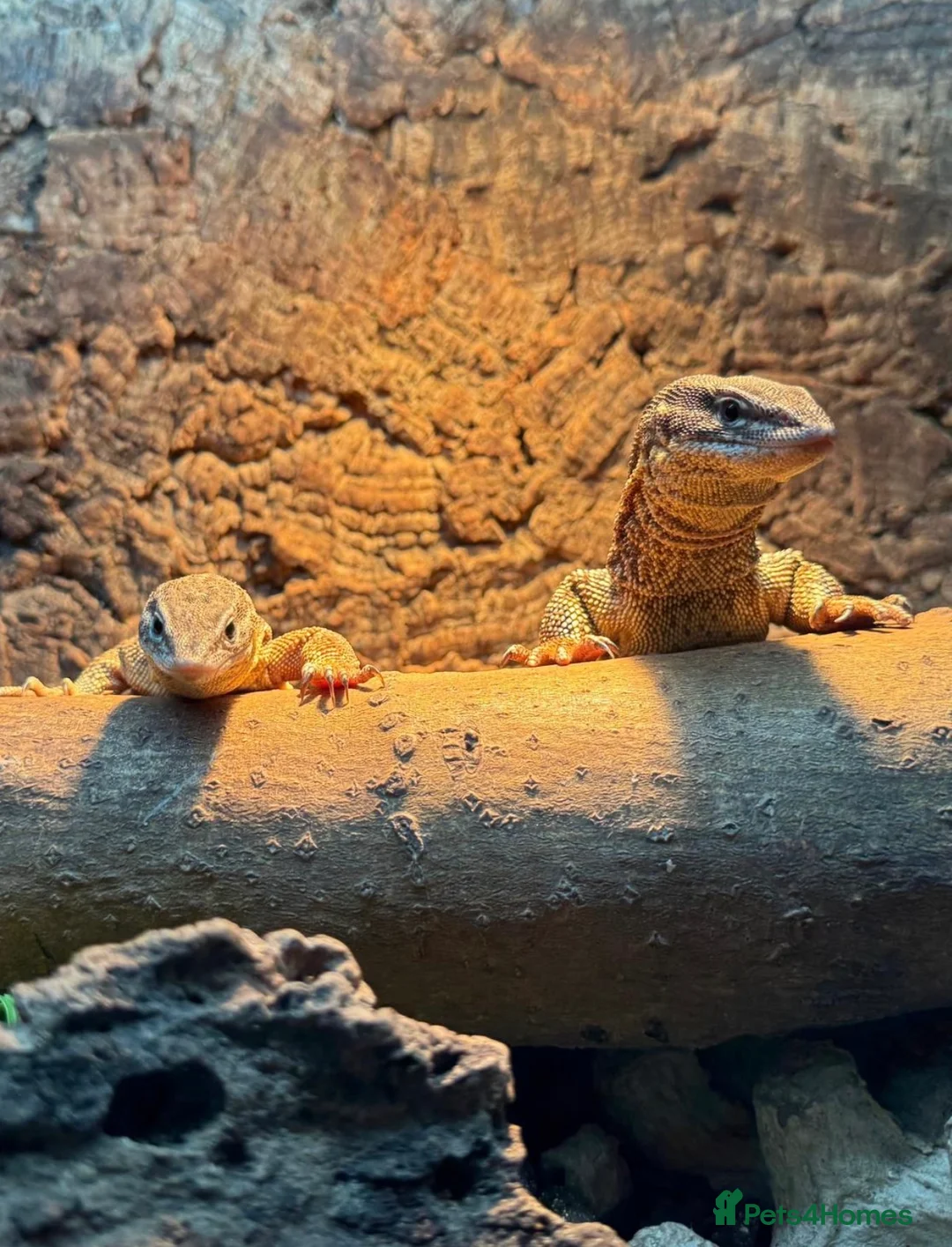 Monitor reptiles for sale: Proven Breeding Ackie pair - Advert 1