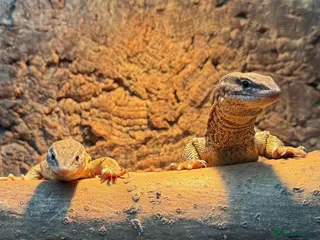 Monitor reptiles Proven Breeding Ackie pair - Advert 11