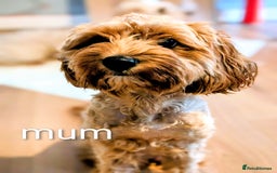 Cavapoo dogs for sale: Cavapoo puppies  - Image 14