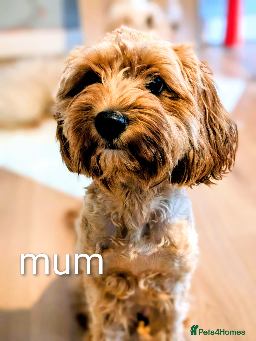 Cavapoo dogs for sale: Cavapoo puppies  - Image 14