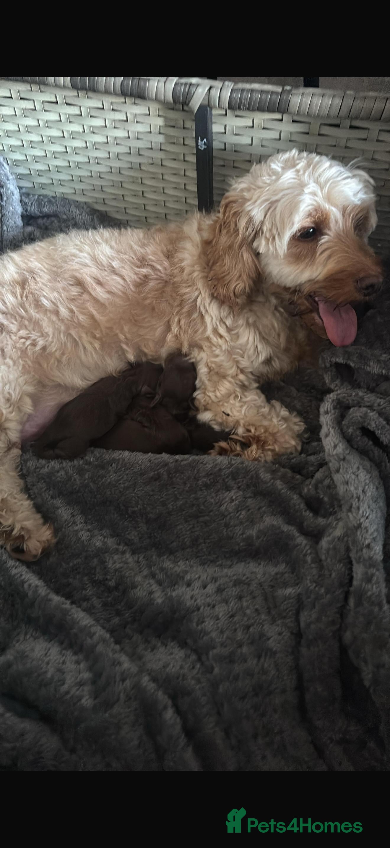 Cockapoo dogs Cockapoo  - Advert 1