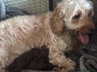 Cockapoo dogs Cockapoo - Advert 3