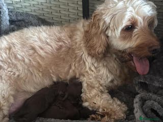 Cockapoo dogs Cockapoo - Advert 3