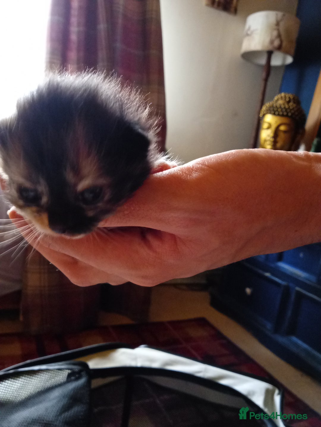 Mixed Breed cats for sale: 3 gorgeous tortoiseshell kittens  - Image 2