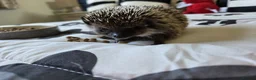 Pygmy Hedgehog rodents for sale: Female Pygmy hedgehog - Advert 4