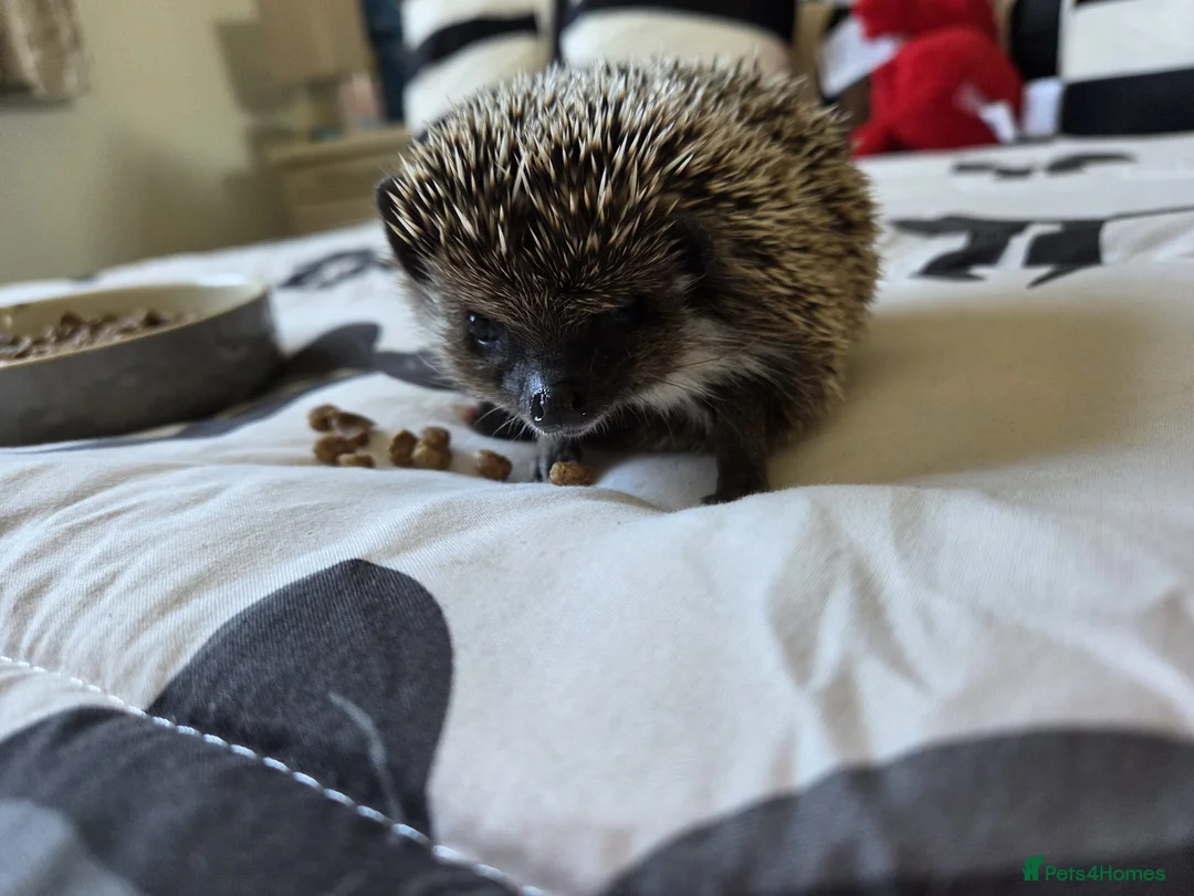 Pygmy Hedgehog rodents for sale: Female Pygmy hedgehog - Advert 4