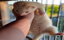 Ferret rodents for sale: ferret kits hobs and jills for sale - Image 13