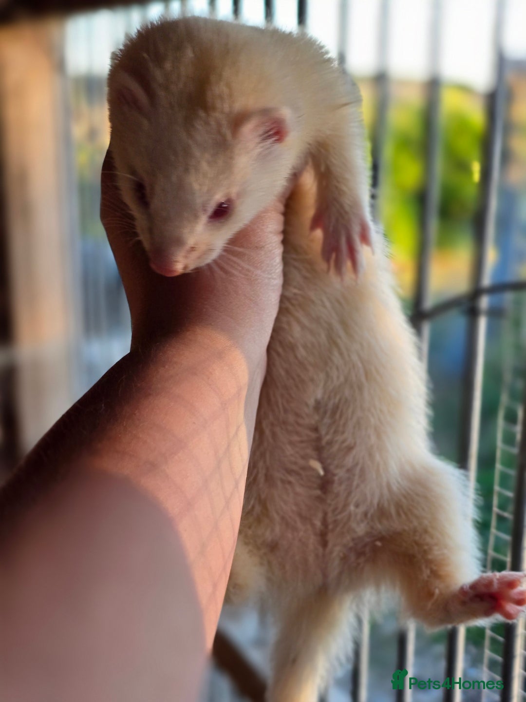 Ferret rodents for sale: ferret kits hobs and jills for sale - Image 13