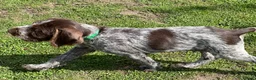 German Wirehaired Pointer dogs for sale: Ready to go Wiredhaired German pointer pups  - Advert 9